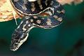 python 1